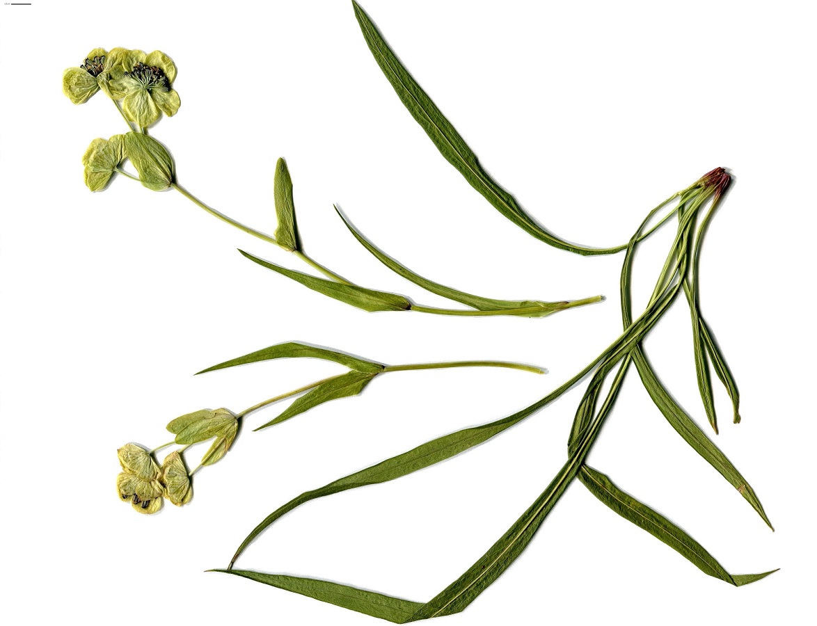 Bupleurum angulosum var. angulosum (Apiaceae)